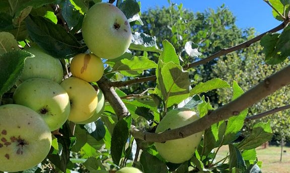 Ramène ta pomme ! #3