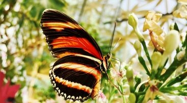 Festival des jardins - Les insectes